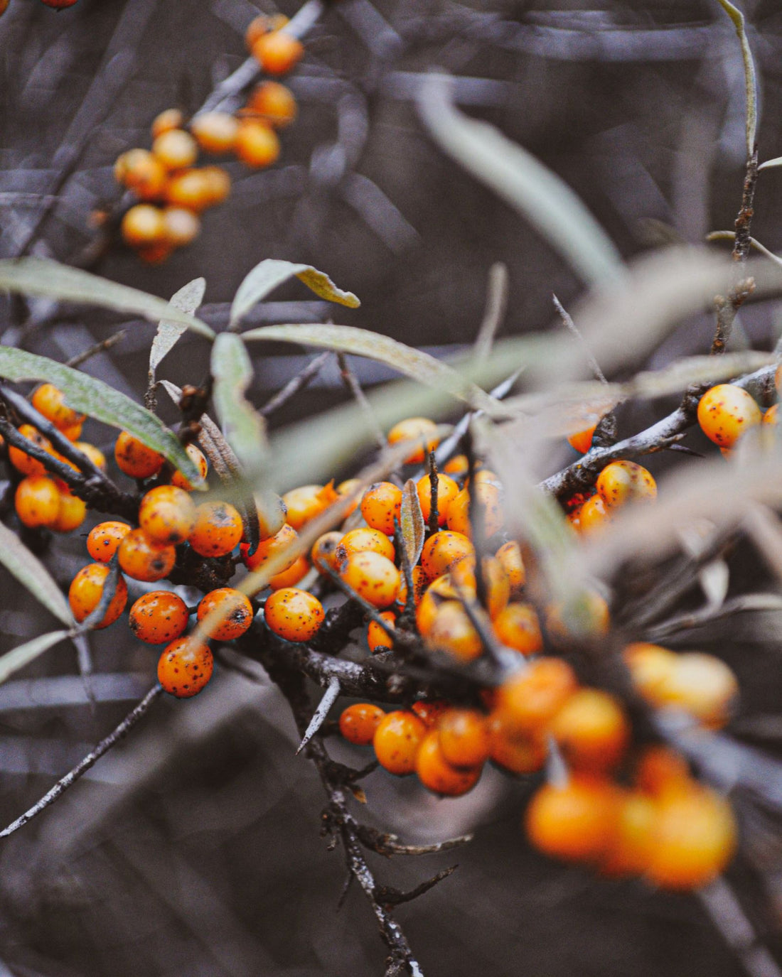 Seabuckthorn and Vaginal Health: A Natural Aid to Pleasure and Wellness - sangyalife